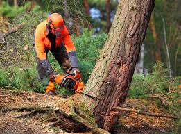 Best Utility Line Clearance  in Mountain View, CA